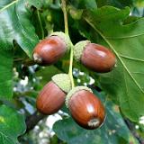 9999S 11 Echter Deutscher